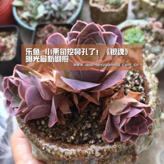 乐鱼